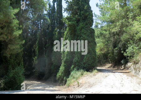 Zypressen Wald, Israel Stockfoto