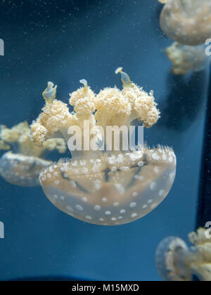 Eine gefleckte Lagune Quallen auf Anzeige in der National Aquarium, Baltimore, Maryland, USA. Stockfoto