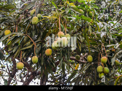 Unreife Mangos auf einem Baum in Brasilien, in Inhotim, Minas Gerais erfasst Stockfoto