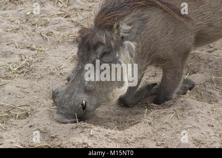 Eine wilde Warzenschwein Essen in Fathala, Senegal Stockfoto