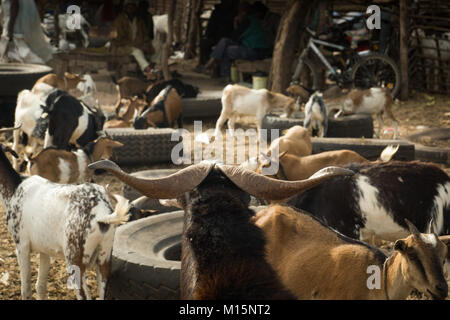 Eine Ziege in Serrekunda Viehmarkt in Gambia, Westafrika Stockfoto