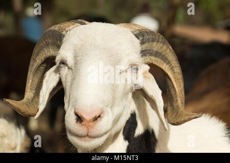 Eine Ziege in Serrekunda Viehmarkt in Gambia, Westafrika Stockfoto