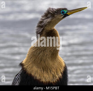 Anhinga Stockfoto