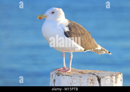 Ein großer schwarzer Backed Gull sitzt auf einem Pier in Whitby Küstenstadt in North Yorkshire Stockfoto