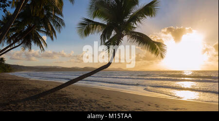 Sonnenuntergang, Paradise Strand und Palmen, Martinique Insel. Stockfoto