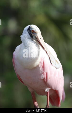 Rosalöffler, Platalea ajaja, Everglades National Park, Florida Stockfoto