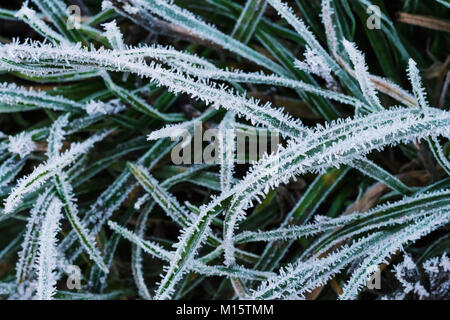Eiskristalle auf grünem Gras. Natur Hintergrund. Stockfoto
