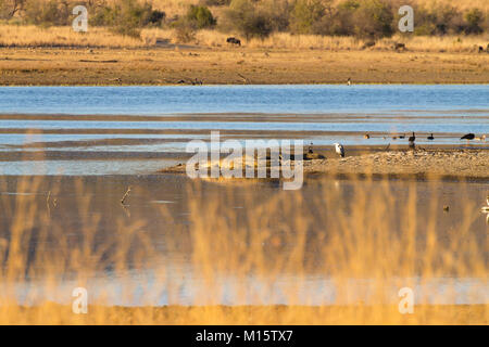 Herde Flusspferde, Krokodile am Ufer des Flusses von Pilanesberg Nationalpark, Südafrika. Safari in die Tierwelt. Tiere in der Natur Stockfoto