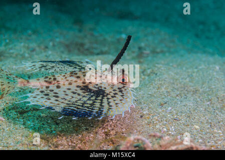 Orientalische Flying Gurnard Dactyloptena orientalis (Cuvier, 1829) Kajika, Owase, Mie, Japan. Stockfoto