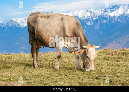 Pestera, Brasov, Rumänien: Frei grasende Kuh auf einer Wiese im Herbst Farben mit weißen Bergen im Hintergrund.