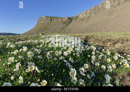 Weiß Dryaden (Dryas octopetala), Rauðisandur, Patreksfjörður, Vestfirðir, Island Stockfoto