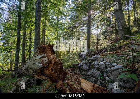 Deadwood in Österreich die letzten Urwälder, primärer Wald, Nationalpark Kalkalpen, Oberösterreich, Österreich Stockfoto