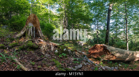 Deadwood in Österreich die letzten Urwälder, primärer Wald, Nationalpark Kalkalpen, Oberösterreich, Österreich Stockfoto