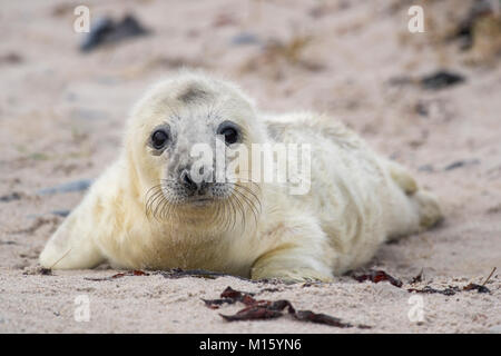 Kegelrobbe (Halichoerus grypus), Brüll am Strand, Junge, Helgoland, Schleswig-Holstein, Deutschland Stockfoto