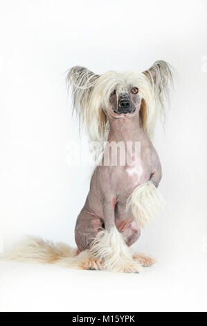 Hunderasse Chinese Crested Hairless, Rüde, Sitzen, Studio shot Stockfoto