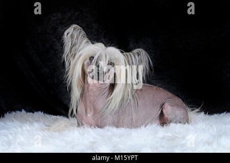 Hunderasse Chinese Crested Hairless, männlichen Hund, liegend auf weißem Fell, Studio shot Stockfoto