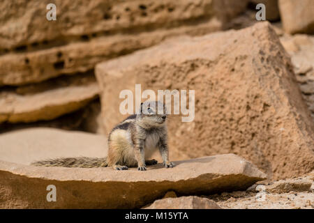 Barbary Erdhörnchen (Atlantoxerus Getulus), Fuerteventura, Kanarische Inseln, Kanarische Inseln, Spanien Stockfoto