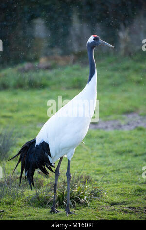 Whooping Crane - Grus Americana - höchsten nordamerikanischen Vogels in Slimbridge Wildfowl und Feuchtgebiete Zentrum, England, Großbritannien Stockfoto