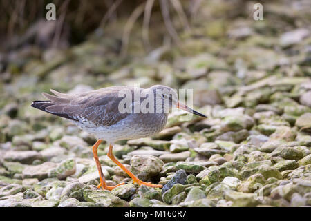 Gemeinsame Rotschenkel Tringa totanus - - eine Eurasische wader in Slimbridge Wildfowl und Feuchtgebiete Zentrum, England, Großbritannien Stockfoto