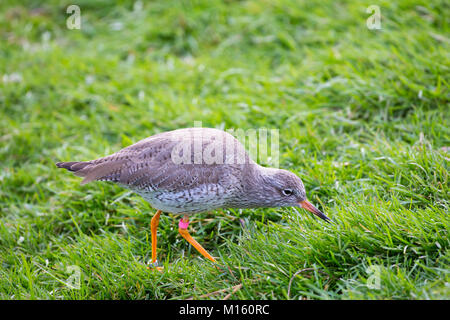 Beringt gemeinsame Rotschenkel Tringa totanus - - eine Eurasische wader in Slimbridge Wildfowl und Feuchtgebiete Zentrum, England, Großbritannien Stockfoto