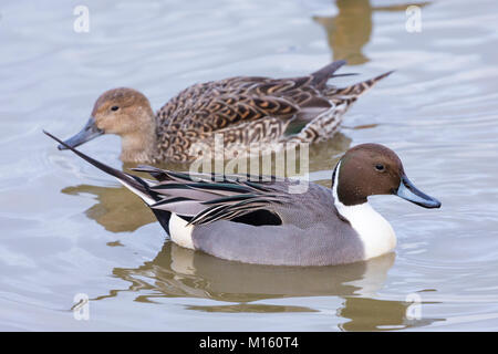 Männliche Pintail duck-Anas acuta - und weibliche hinter auf dem See Slimbridge Wildfowl und Feuchtgebiete Zentrum, England, Großbritannien Stockfoto