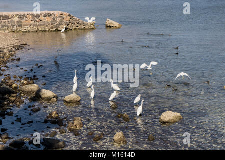 Gruppierung der schöne elegante kleine weiße snowy egret Reiher stand geduldig warten und Beobachten für Beute in klare Untiefen der Bahia San Carlos Mexico Stockfoto