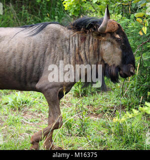 Kopf und Schultern der Streifengnu (connochaetes Taurinus) auf der veld in Simbabwe Stockfoto