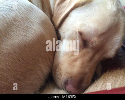 Nahaufnahme eines schlafenden gelben Labrador zusammengerollt Stockfoto