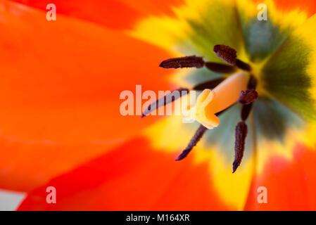 Rote Tulpe Blume in Makro Stockfoto