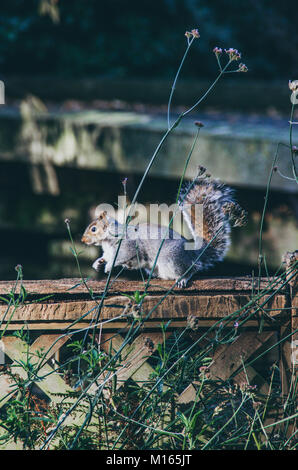 Foto von einem Eichhörnchen im Park von London, England. Stockfoto