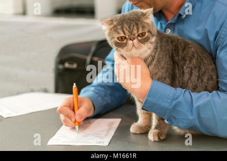 Ein Mann im blauen Hemd ist schriftlich etwas auf ein Stück Papier, und seine grauen Britisch Kurzhaar Katze sitzt auf dem Tisch. Stockfoto