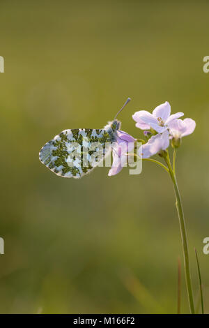 Orange Tip Anthocharis cardamines Schmetterling; Single; Weiblicher Rastplätze auf Wiesenschaumkraut Lancashire, Großbritannien Stockfoto