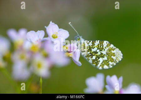 Orange Tip Anthocharis cardamines Schmetterling; Single; Weiblicher Rastplätze auf Wiesenschaumkraut Lancashire, Großbritannien Stockfoto