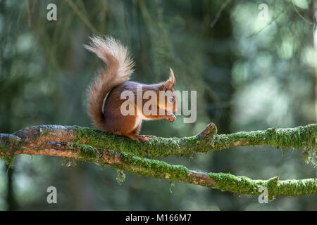 Red Squirrel, Sciurus vulgaris Single auf Zweig Yorkshire, UK Stockfoto