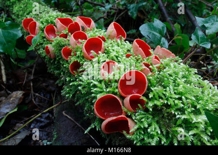 Scarlet Elf Cup; Sarcoscypha cocinea auf Moosigen Log Cornwall wachsen; UK Stockfoto