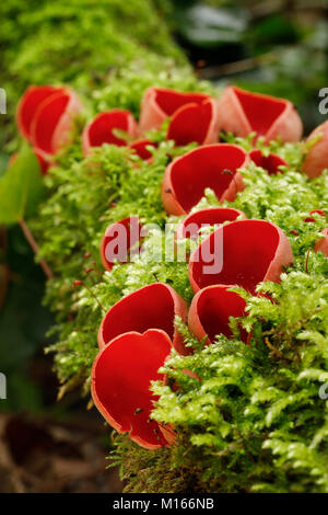 Scarlet Elf Cup; Sarcoscypha cocinea auf Moosigen Log Cornwall wachsen; UK Stockfoto