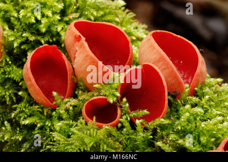 Scarlet Elf Cup; Sarcoscypha cocinea auf Moosigen Log Cornwall wachsen; UK Stockfoto