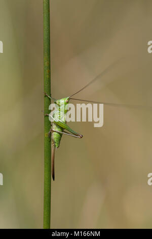 Kurze geflügelte Pfeilspitze; Conocephalus dorsalis Single auf Stammzellen Cornwall, UK Stockfoto