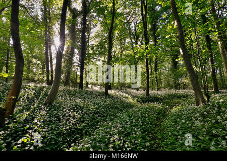 Fleagarth Holz; Silverdale; Lösegelder in Blüte; Lancashire, Großbritannien Stockfoto