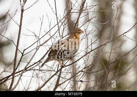 MAYNOOTH, ONTARIO, Kanada - 21. Januar 2018: Ein Vari Grouse isst die Knospen weg von einem Baum im Winter. (Ryan Carter) Stockfoto