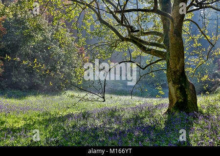 Trebah Garten; Feder; Cornwall GROSSBRITANNIEN Stockfoto