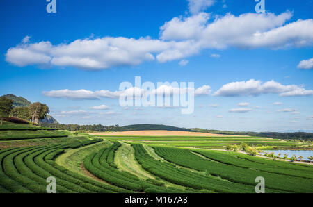 Bereich der Tee in einer Reihe gepflanzt am Hang Hügel in Chiangrai, nördliche Provinz in Thailand. Starke Sonneneinstrahlung, lebhaftes Grün auf Baum und blauer Himmel. Stockfoto