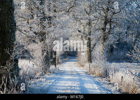 WINTERWAY mit erfrierungen Bäume 2018 Stockfoto