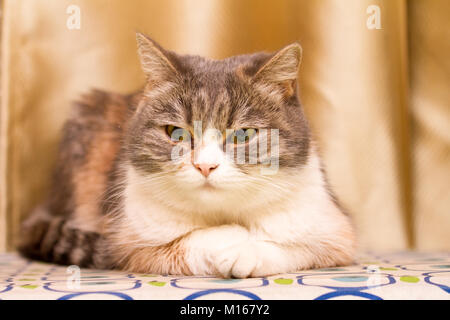 Eine Nahaufnahme eines schildpatt Katze Gesicht. Die Katze ist die Verlegung auf ihrer Seite und freuen uns. Stockfoto