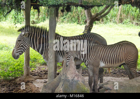 Ein kleines Zebra im Zoo von Thailand Stockfoto