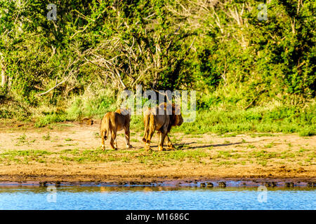 Nach Trinkwasser von der Nkaya Pan Wasserloch in Krüger Nationalpark Südafrika eine männliche und weibliche Löwen wieder zurück in den Wald. Stockfoto