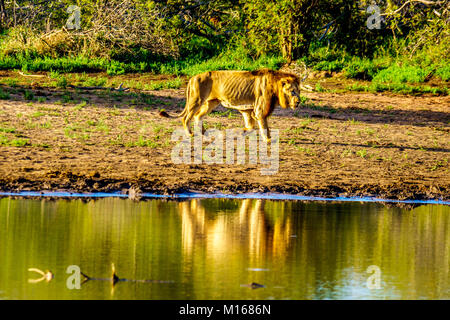 Männliche Löwe bei Sonnenaufgang am Nkaya Pan Wasserloch in Krüger Nationalpark Südafrika zu trinken Stockfoto