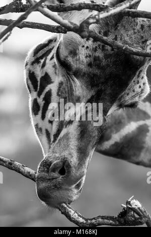 Vorderansicht Nahaufnahme des isolierten Giraffenkopfes (Giraffa camelopardalis), der Baumzweig isst. Wunderschönes Schwarz-Weiß-Tierporträt, Cotswold Wildlife. Stockfoto