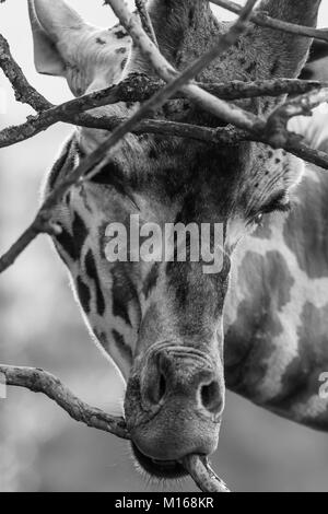 Vorderansicht Nahaufnahme eines isolierten Giraffenkopfes (Giraffa camelopardalis), der an einem Baum knabbert. Schwarz-Weiß-Porträt des schönen sanften Riesen. Stockfoto