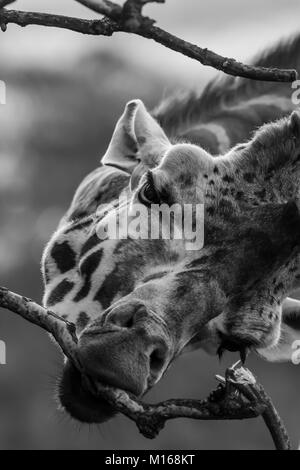 Vorderansicht Nahaufnahme des isolierten Giraffenkopfes (Giraffa camelopardalis), der Baumzweig isst. Wunderschönes Schwarz-Weiß-Tierporträt, Cotswold Wildlife. Stockfoto